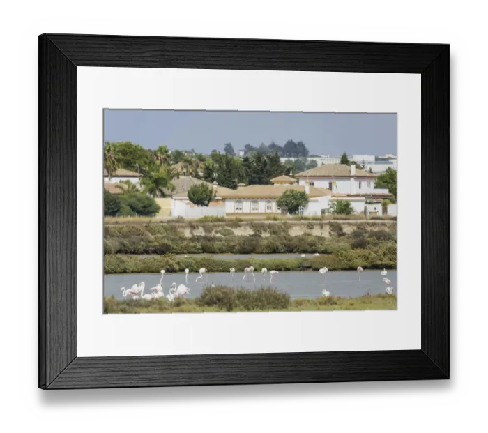 Framed Print : Pink flamingo (Phoenicopterus roseus)