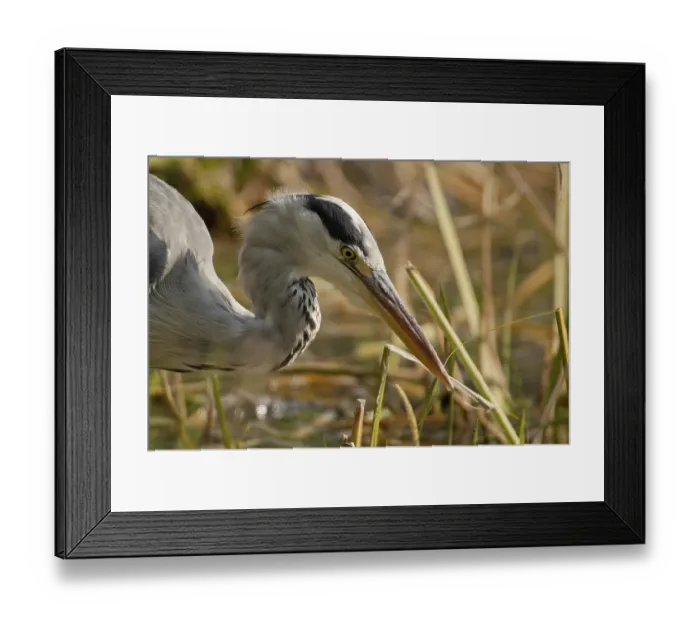 Framed Print : Grey heron (Ardea cinerea) Framed Print : Grey heron (Ardea cinerea)