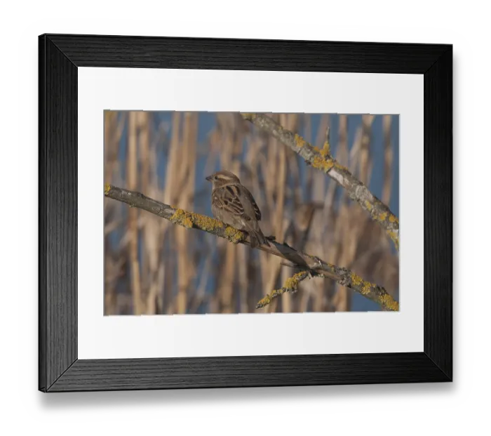 Framed Print : House sparrow - female (Passer domesticus) Framed Print : House sparrow - female (Passer domesticus)