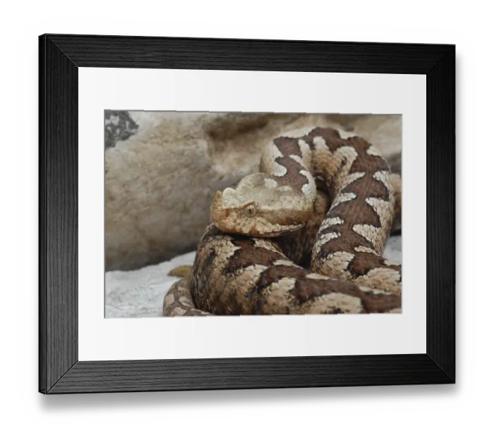 Framed Print : Horned viper (Vipera ammodytes)