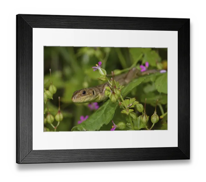 Framed Print : Giant emerald lizard, juvenile (Lacerta trilineata major) Framed Print : Giant emerald lizard, juvenile (Lacerta trilineata major)