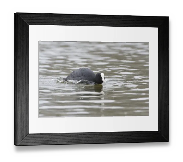 Framed Print : Eurasian Coot (Fulica atra) Framed Print : Eurasian Coot (Fulica atra)