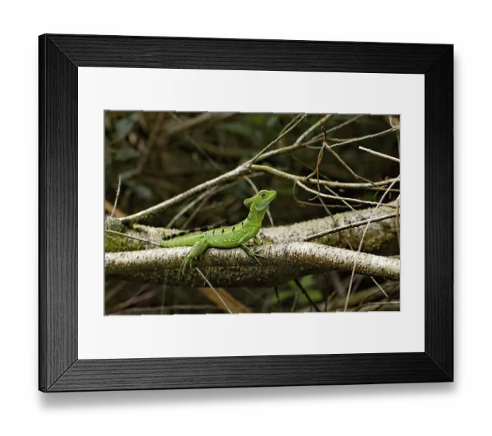 Framed Print : Frontal lobe basilisk (Basiliscus plumifrons)