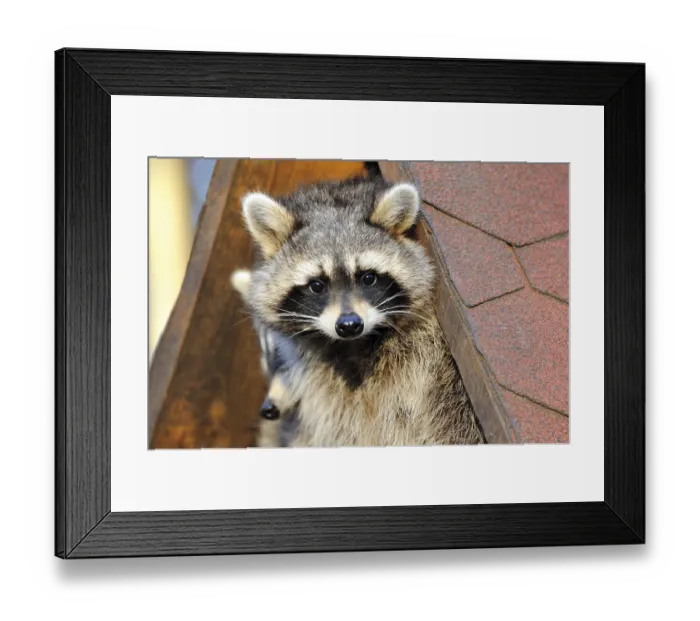 Framed Print : Raccoon (Procyon lotor) Framed Print : Raccoon (Procyon lotor)