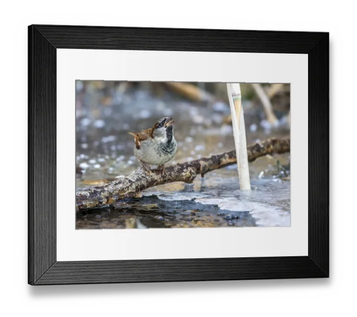 Framed Print : House sparrow - male drinking at the ice hole (Passer domesticus)