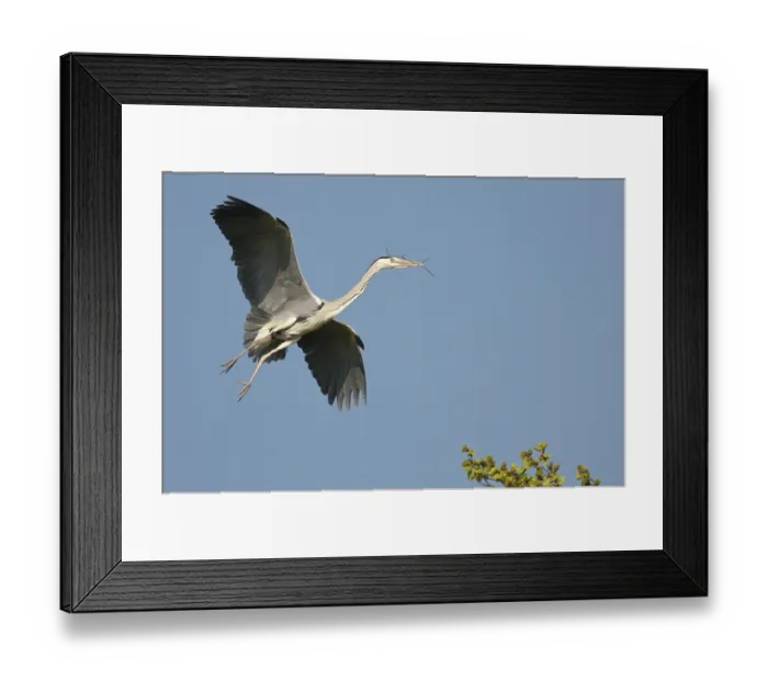 Framed Print : Grey heron (Ardea cinerea) Framed Print : Grey heron (Ardea cinerea)