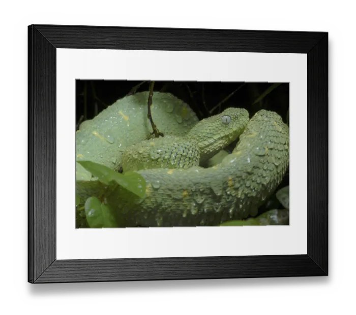 Framed Print : West African bush viper (Atheris chlorechis) Framed Print : West African bush viper (Atheris chlorechis)