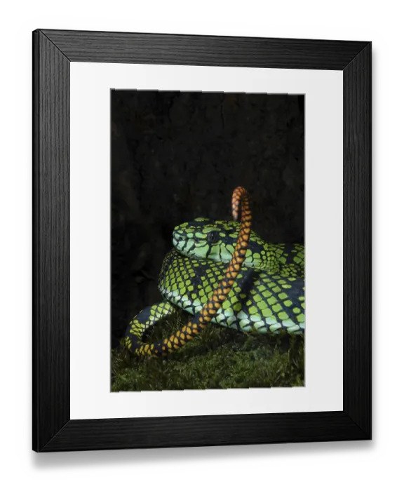 Framed Print : Sumatran bamboo otter (Trimeresurus sumatranus) Framed Print : Sumatran bamboo otter (Trimeresurus sumatranus)