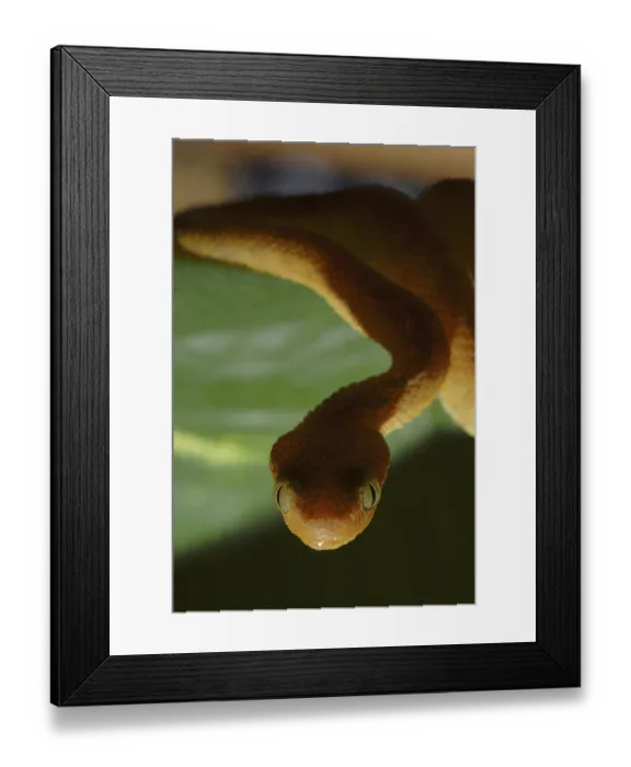 Framed Print : West African bush viper (Atheris chlorechis) Framed Print : West African bush viper (Atheris chlorechis)