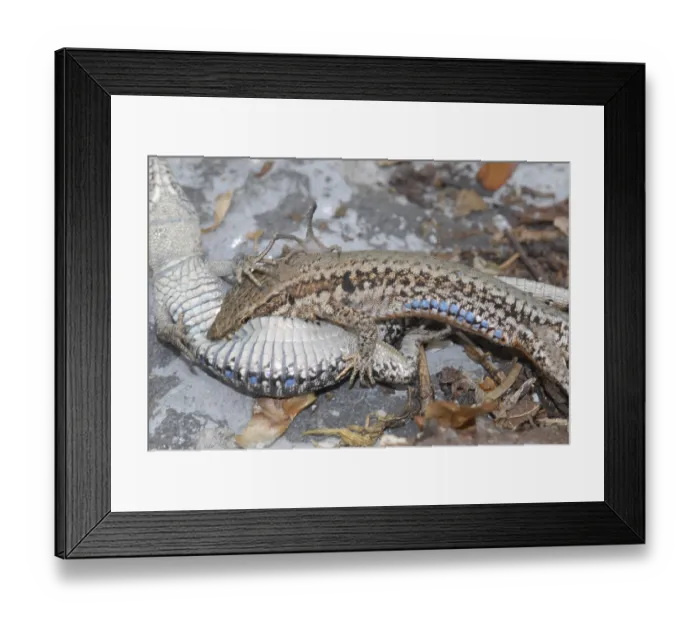 Framed Print : Wall lizard (Podarcis muralis) Framed Print : Wall lizard (Podarcis muralis)