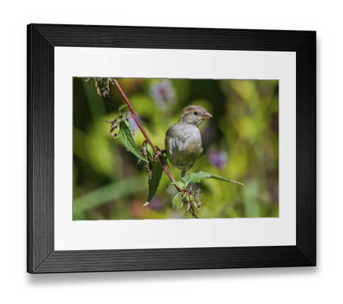Framed Print : House sparrow - young bird (Passer domesticus)