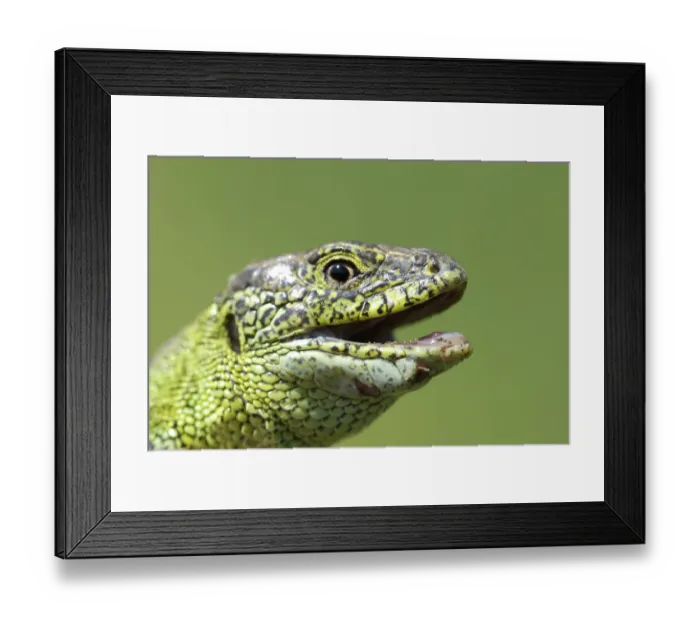 Framed Print : Sand lizard (Lacerta agilis)