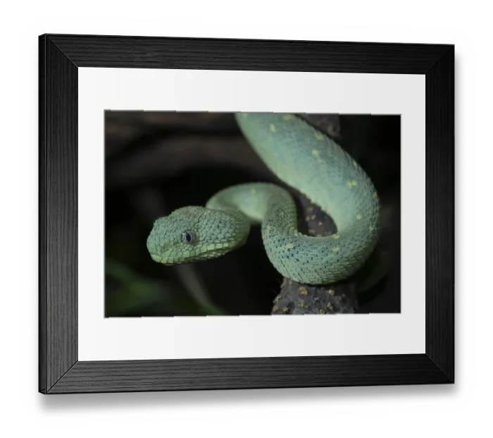 Framed Print : West African bush viper (Atheris chlorechis) Framed Print : West African bush viper (Atheris chlorechis)