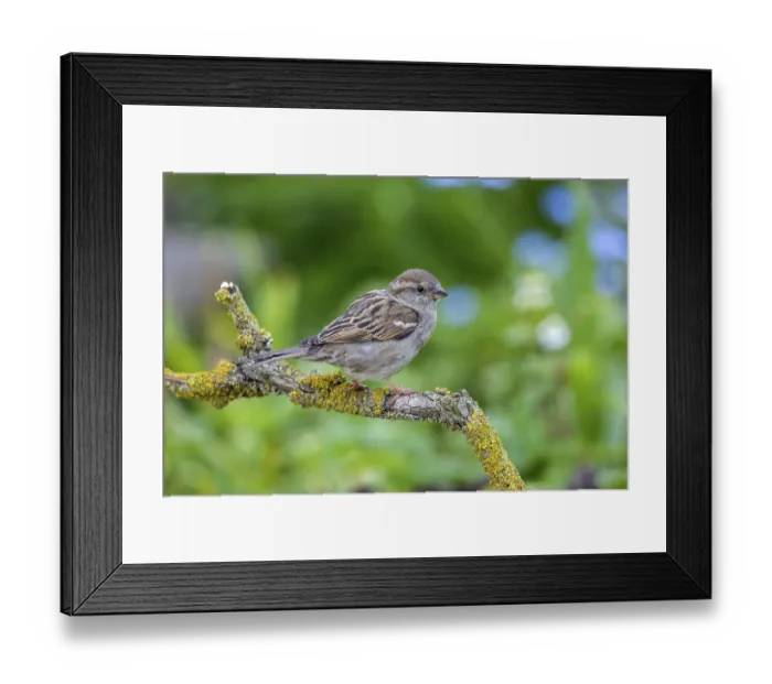 Framed Print : House sparrow - female on a branch (Passer domesticus)