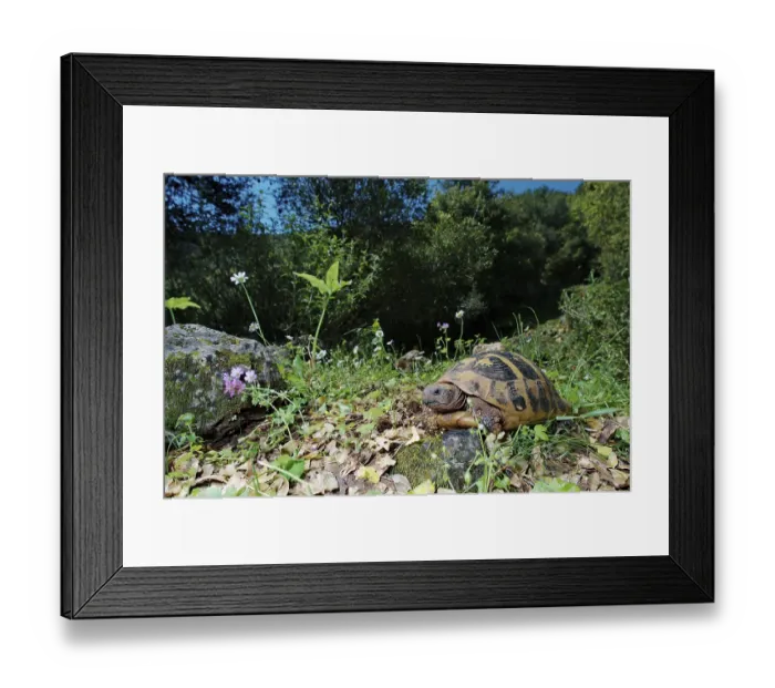 Framed Print : Hermann's tortoise in habitat (Testudo hermanni boettgeri)