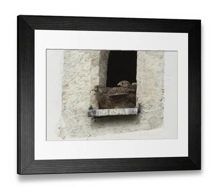 Framed Print : Kestrel (Falco tinnunculus) Framed Print : Kestrel (Falco tinnunculus)
