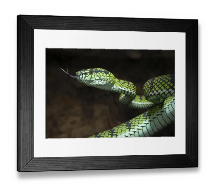 Framed Print : Sumatran bamboo otter (Trimeresurus sumatranus) Framed Print : Sumatran bamboo otter (Trimeresurus sumatranus)