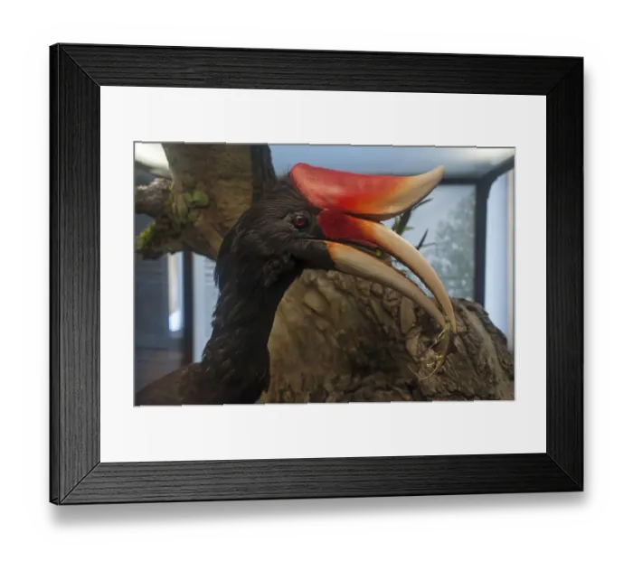Framed Print : Rhinoceros hornbill (Buceros rhinoceros) in the Natural History Museum