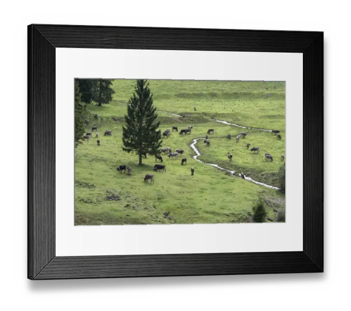 Framed Print : Cows on the pasture in front of the cattle drive