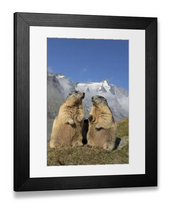 Framed Print : Alpine marmot, marmots (Marmota marmota) in front of Grossglockner