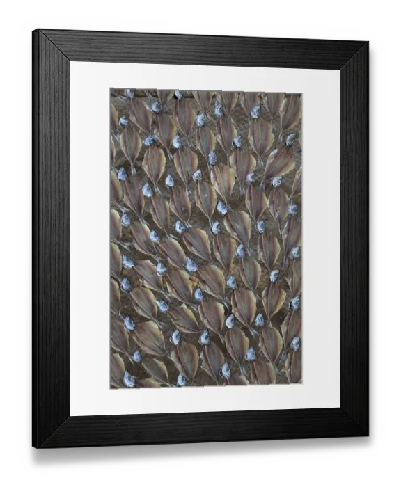 Framed Print : Fish drying in the sun, beach Praia da Nazare Framed Print : Fish drying in the sun, beach Praia da Nazare