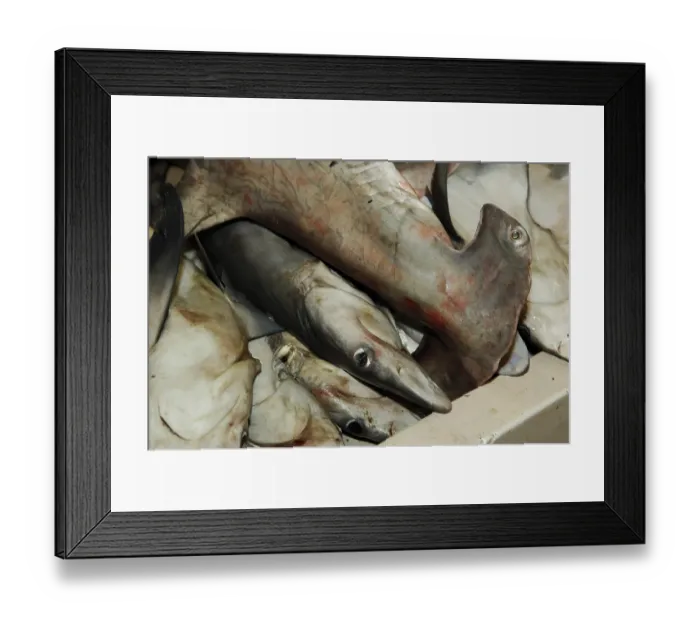 Framed Print : Hammerhead shark at the fish market in Deira Framed Print : Hammerhead shark at the fish market in Deira