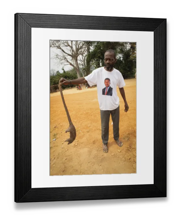 Framed Print : Poacher displays captured pangolin or long-tailed pangolin or black-bellied pangolin (Phataginus tetradactyla) Framed Print : Poacher displays captured pangolin or long-tailed pangolin or black-bellied pangolin (Phataginus tetradactyla)