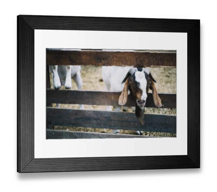 Framed Print : Close up goat peeks out from wooden fence farm