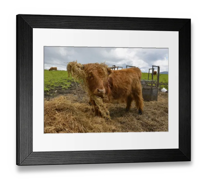 Framed Print : Young Scottish Highland cow or Kyloe