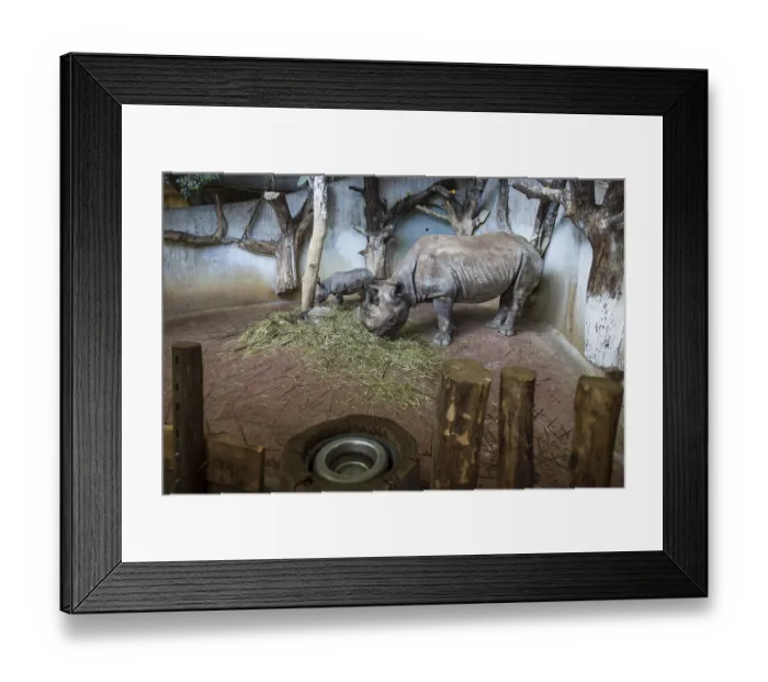 Framed Print : Black Rhinoceros (Diceros bicornis) Framed Print : Black Rhinoceros (Diceros bicornis)