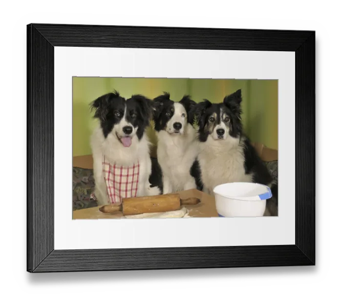 Framed Print : Three Border Collies making biscuits