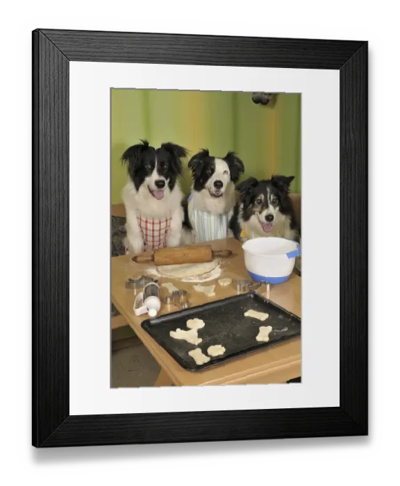 Framed Print : Three Border Collies making biscuits Framed Print : Three Border Collies making biscuits