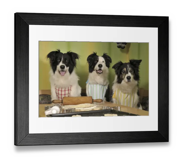 Framed Print : Three Border Collies making biscuits Framed Print : Three Border Collies making biscuits