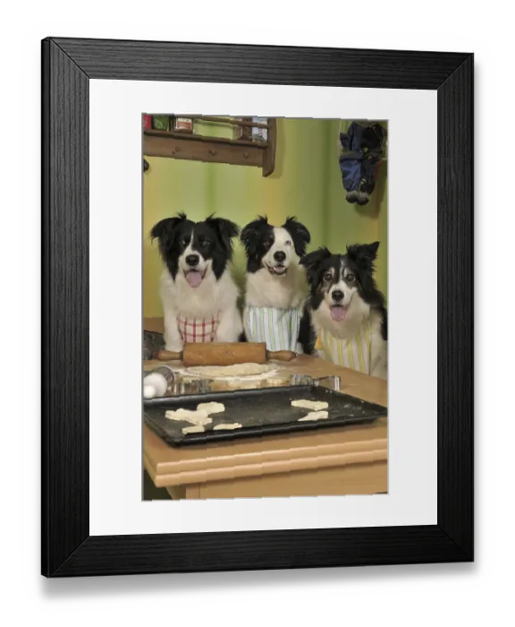 Framed Print : Three Border Collies making biscuits Framed Print : Three Border Collies making biscuits