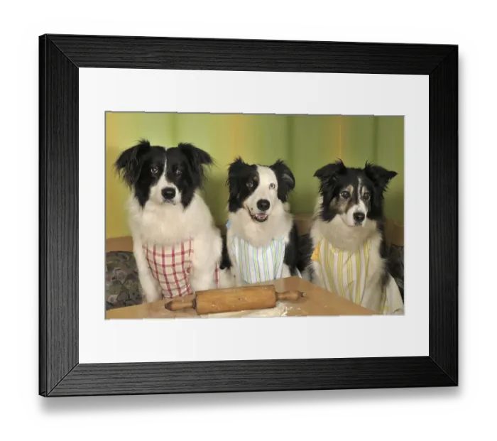 Framed Print : Three Border Collies making biscuits Framed Print : Three Border Collies making biscuits