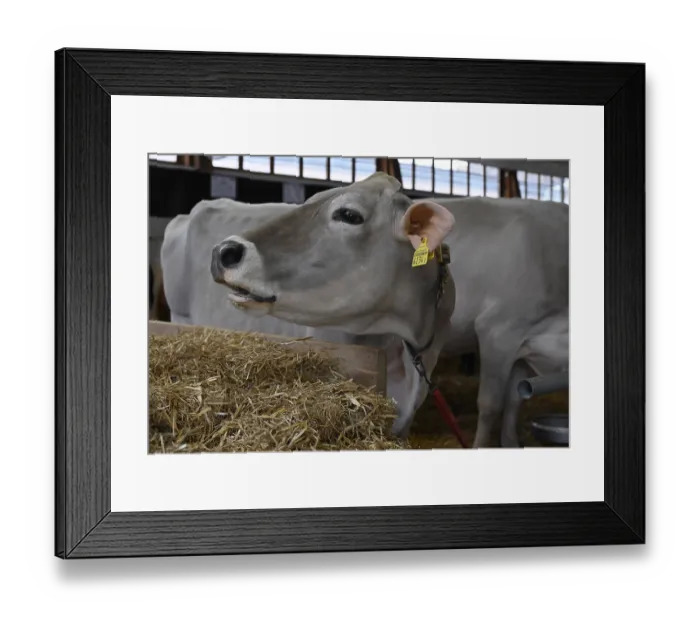 Framed Print : Brown Swiss, dairy cow in stable