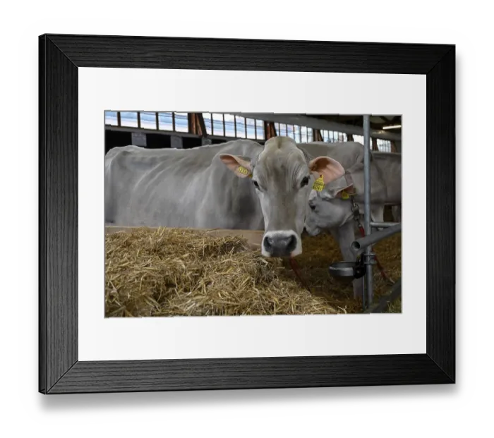 Framed Print : Brown Swiss, dairy cow in stable