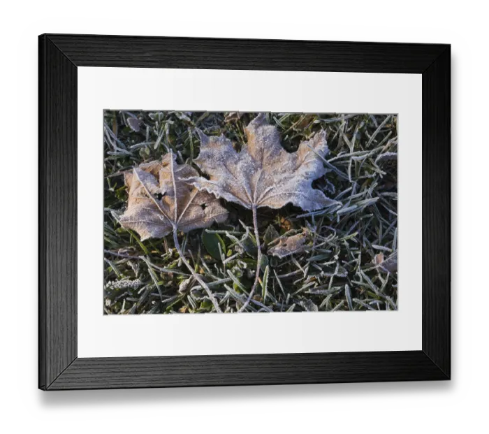 Framed Print : Close-up of frost and ice covered brown Acer Framed Print : Close-up of frost and ice covered brown Acer