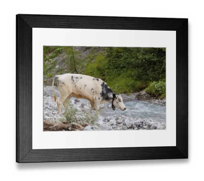 Framed Print : A cow crosses a creek on an alpine pasture