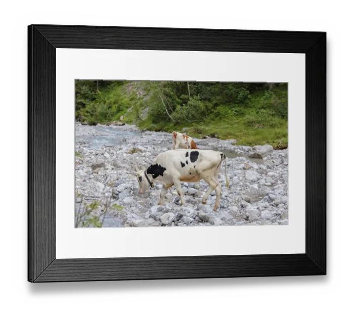 Framed Print : Holstein Friesian cattle crossing a creek on an alpine pasture Framed Print : Holstein Friesian cattle crossing a creek on an alpine pasture