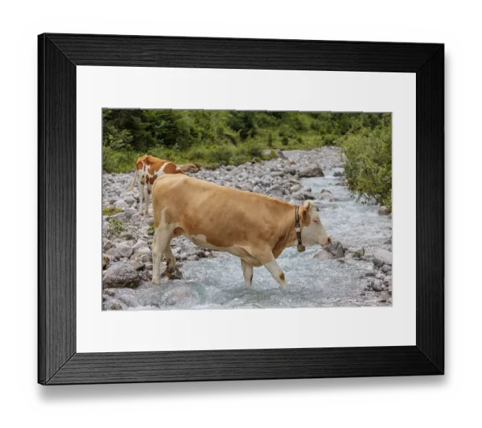 Framed Print : Holstein Friesian cattle crossing a creek on an alpine pasture