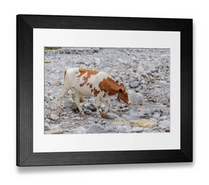 Framed Print : Holstein Friesian cattle crossing a creek on an alpine pasture