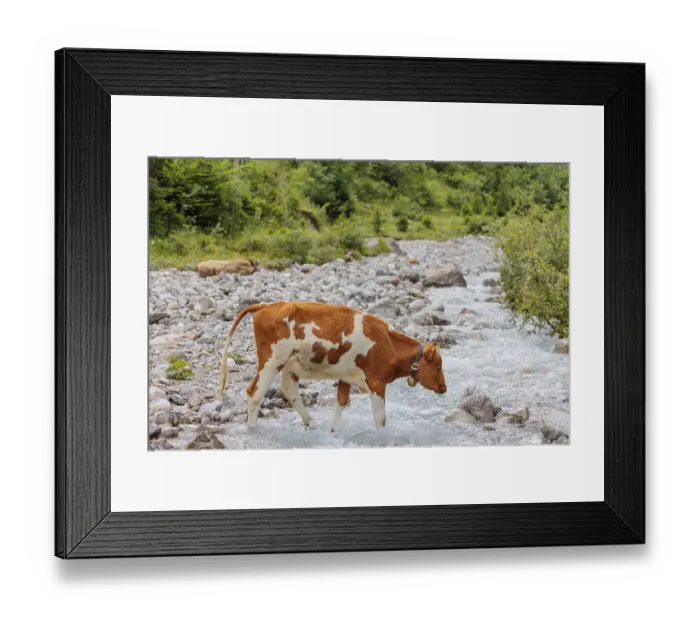Framed Print : Holstein Friesian cattle crossing a creek on an alpine pasture Framed Print : Holstein Friesian cattle crossing a creek on an alpine pasture