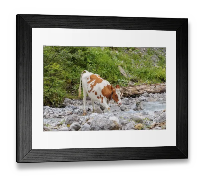 Framed Print : Holstein Friesian cattle crossing a creek on an alpine pasture