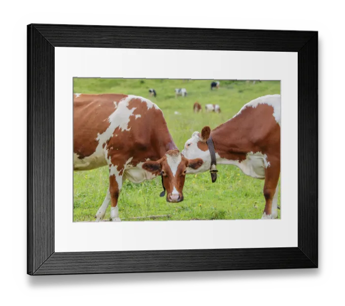 Framed Print : A Holstein Friesian cow grooms another cow standing in the meadow