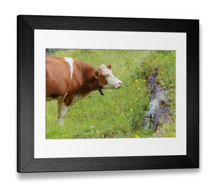 Framed Print : A Holstein-Friesian cow stands on a green mountain pasture in the Eng valley Framed Print : A Holstein-Friesian cow stands on a green mountain pasture in the Eng valley