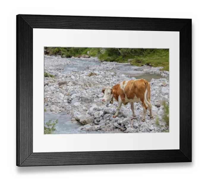 Framed Print : Holstein Friesian cattle crossing a creek on an alpine pasture Framed Print : Holstein Friesian cattle crossing a creek on an alpine pasture