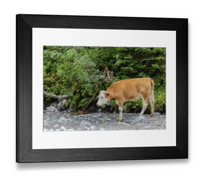 Framed Print : Holstein Friesian cattle crossing a creek on an alpine pasture