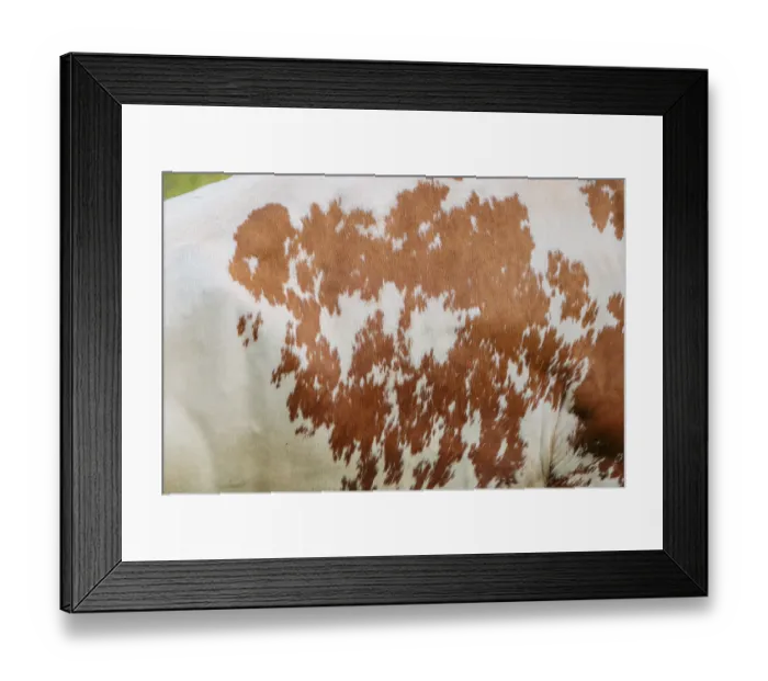 Framed Print : Cow patterns. A Holstein Friesian shows her fur pattern