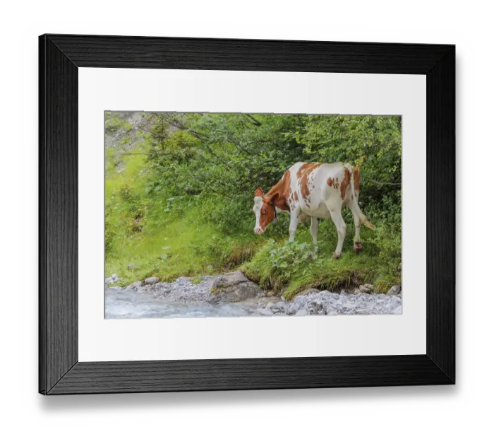 Framed Print : Holstein Friesian cattle standing next to a creek Framed Print : Holstein Friesian cattle standing next to a creek